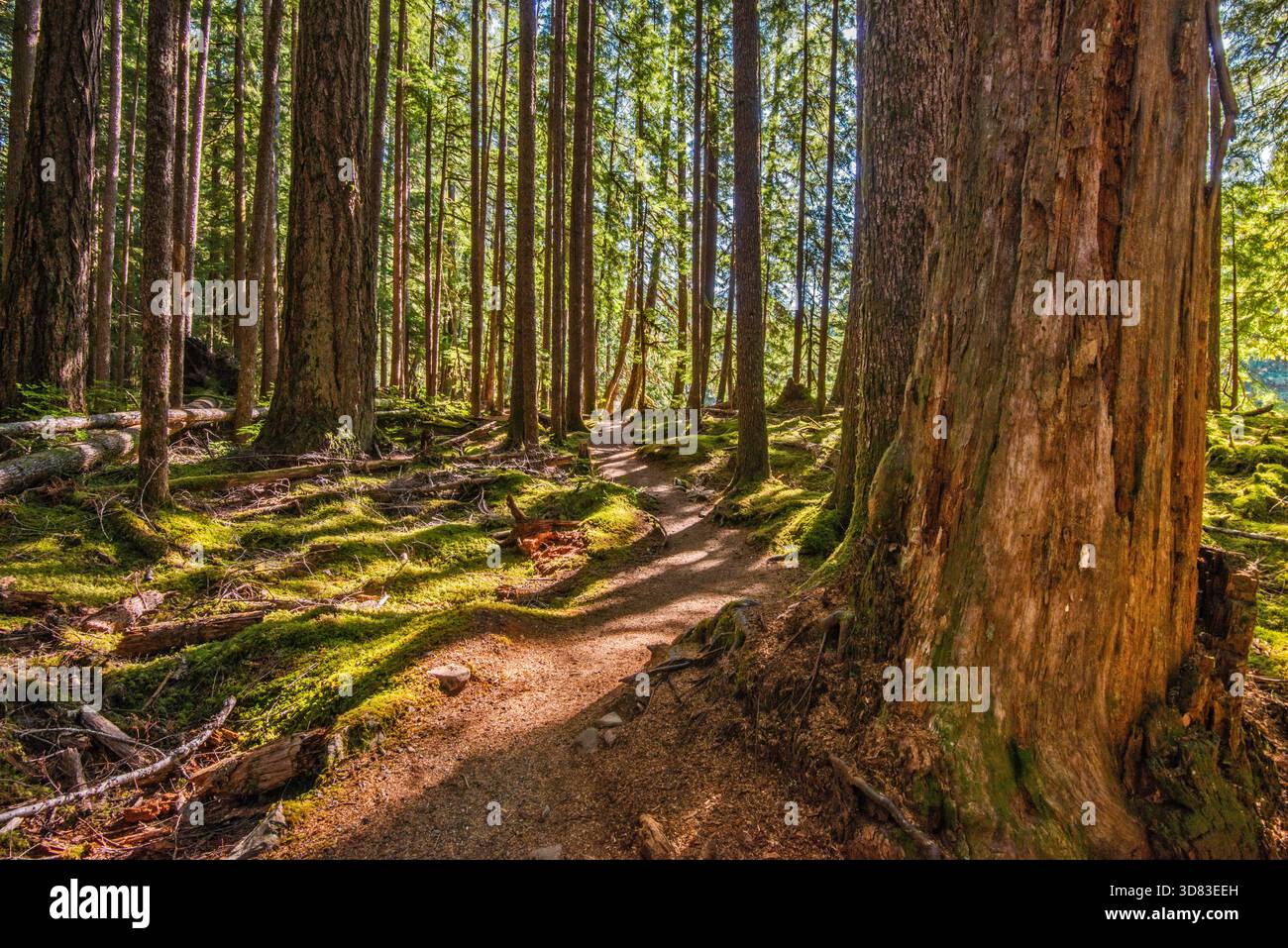 Old Groves Trail, alter Wald im Olympic National Park, Olympic Peninsula, Washington State, USA Stockfoto