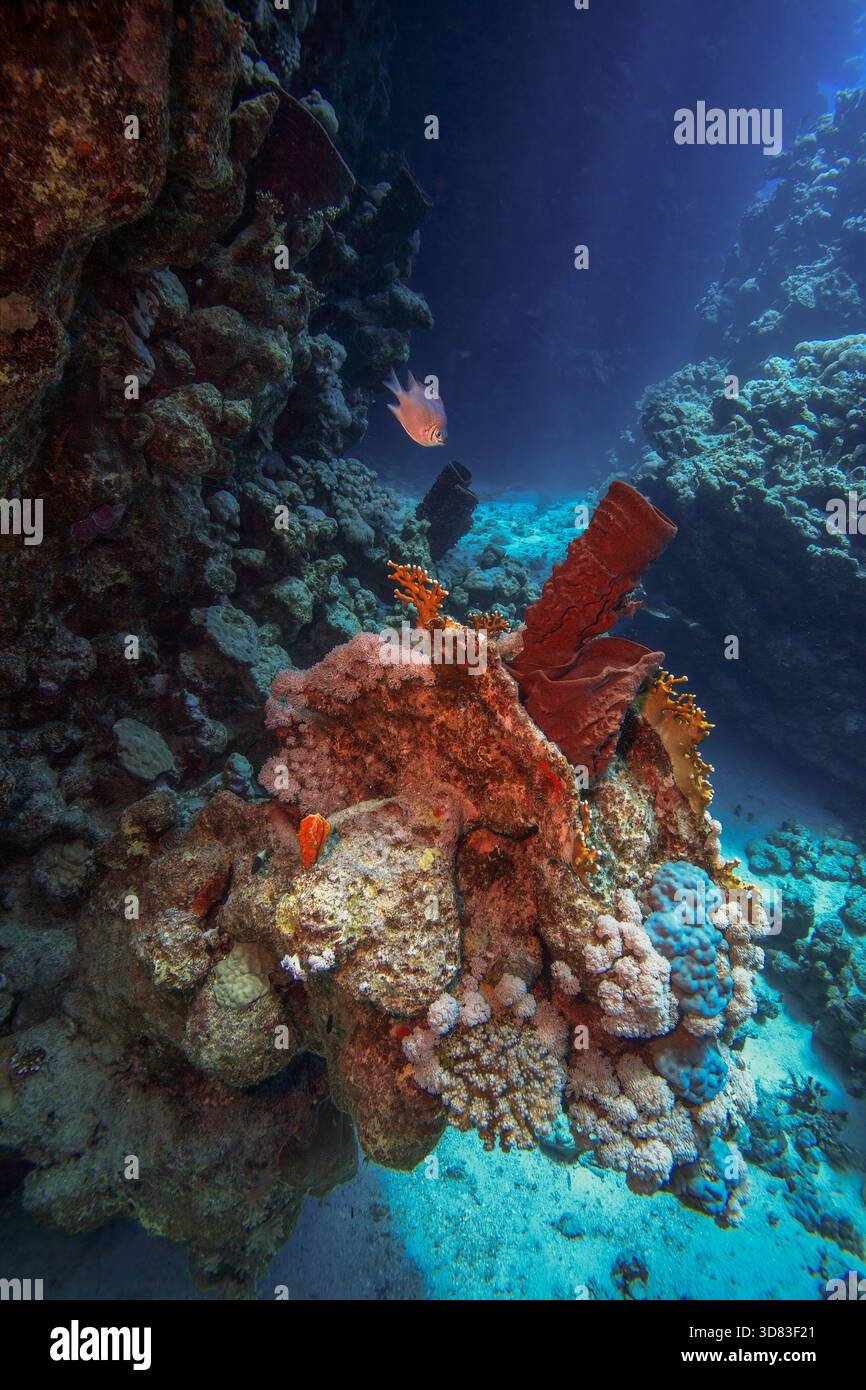 Farbenfrohe Korallenformation in einer engen Unterwasserschlucht mit einem kleinen Fisch, der in klarem blauem Licht schwimmt. Lebendige Riffstrukturen und dramatische Tiefe. Stockfoto