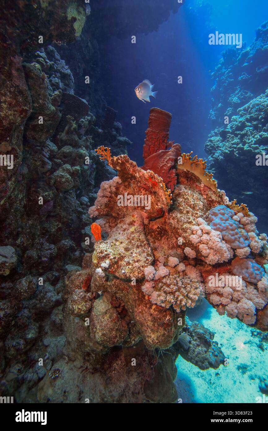 Farbenfrohe Korallenformation in einer engen Unterwasserschlucht mit einem kleinen Fisch, der in klarem blauem Licht schwimmt. Lebendige Riffstrukturen und dramatische Tiefe. Stockfoto