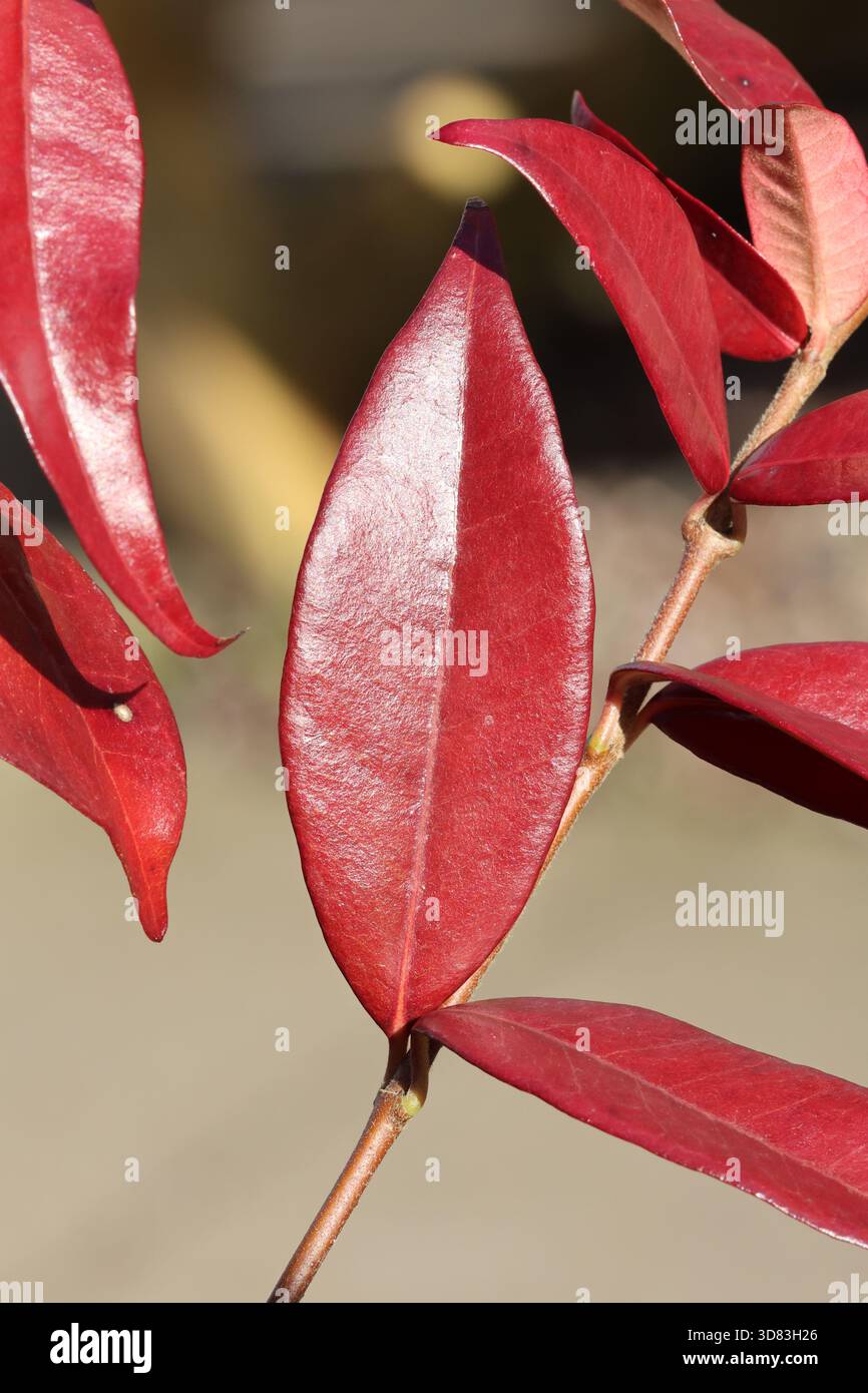Einzelnes Close-up hell purpurrotes Winterstern Jasminblatt. Trachelospermum jasminoides Stockfoto
