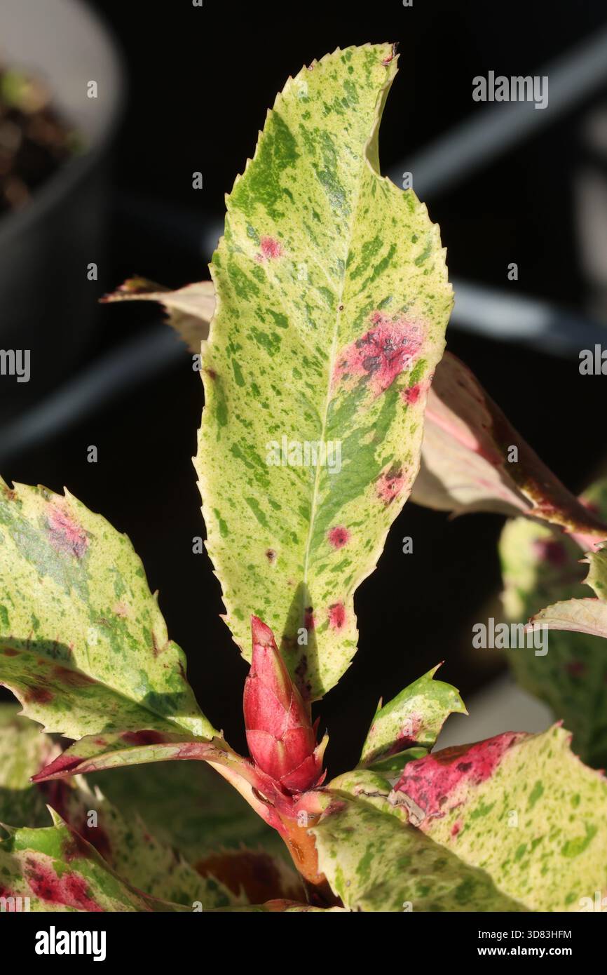 Einzelnes Nahaufnahme gesprenktes weißes und grünes buntes chinesisches Weißdornblatt mit rosa Knospen. Photinia serratifolia Pink Crispy („Oploo5“) Stockfoto