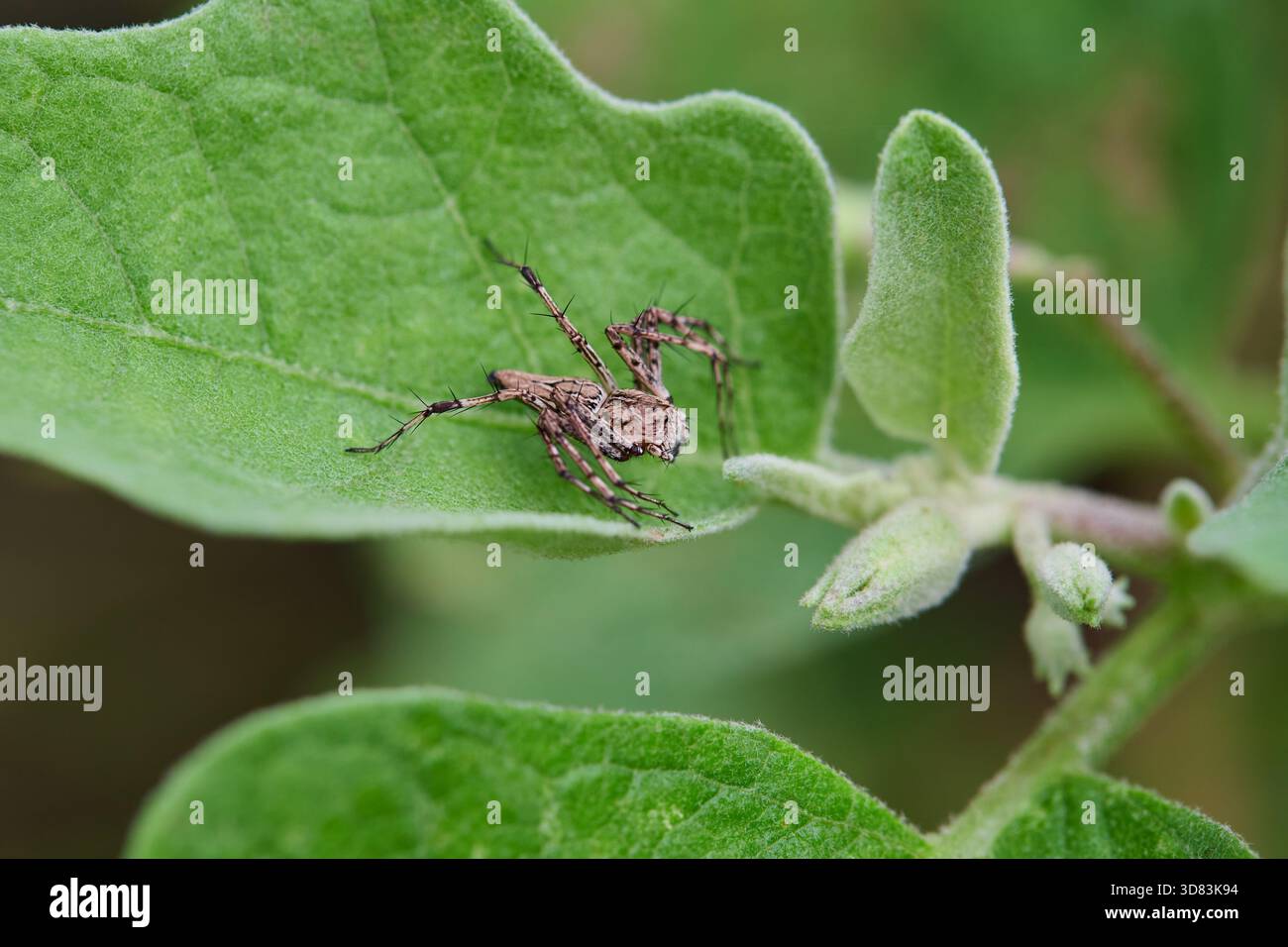 Nahaufnahme der Spinne auf grünem Blatt Stockfoto