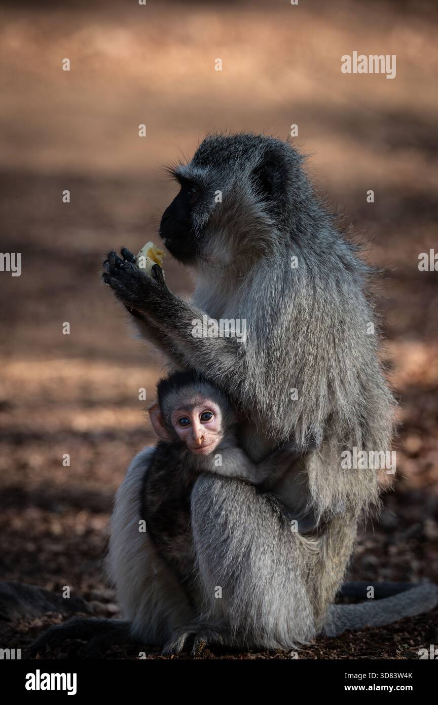 Erwachener Grünmeerkatze (Chlorocebus pygerythrus) beim Füttern, während ihr Junges an ihrer Brust hängt, Pilanesberg-Nationalpark, Südafrika Stockfoto