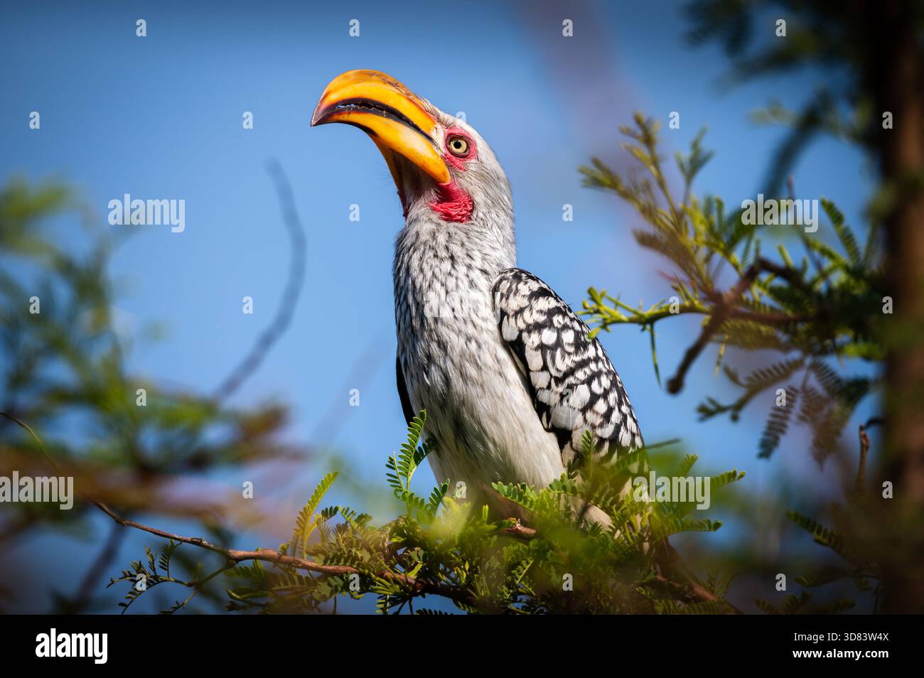 Südlicher Gelbschnabel-Hornvogel (Tockus leucomelas) sitzt in einem Dornbaum vor blauem Himmel, Pilanesberg-Nationalpark, Nordwestprovinz Stockfoto