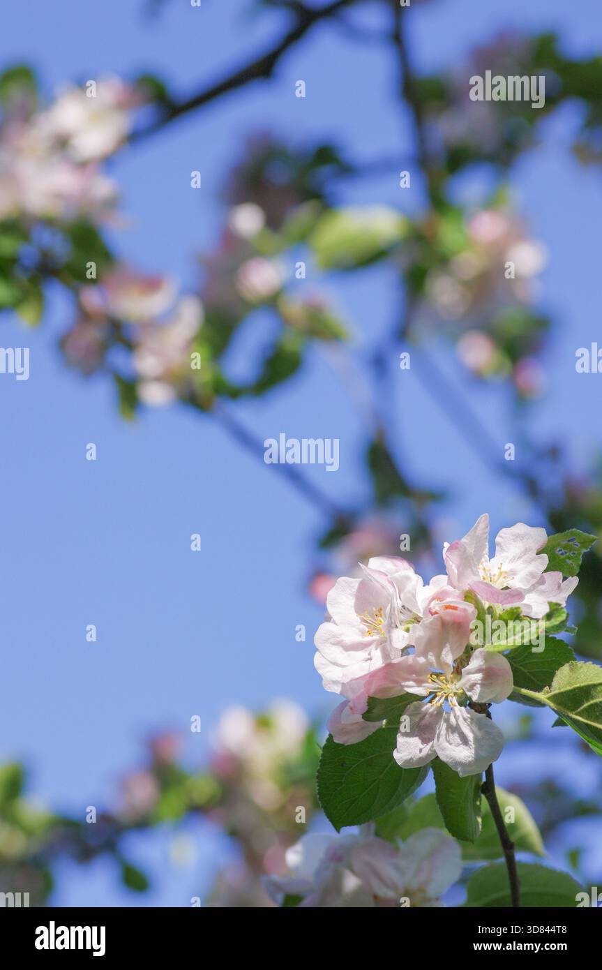 Apfelblüte mit Platz zum Kopieren vor blauem Himmel. Die Blumen sind unten rechts. Stockfoto