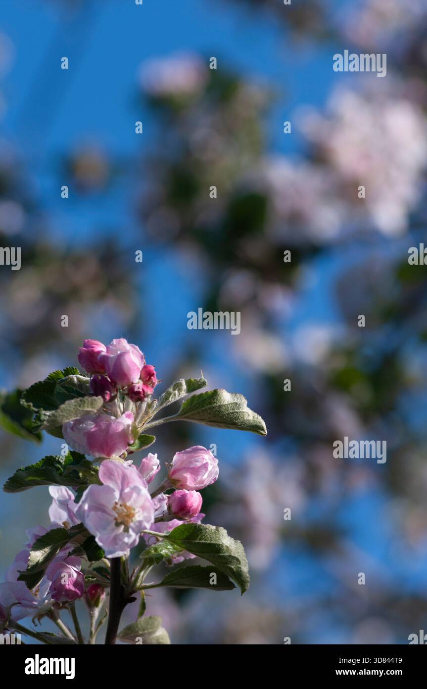 Apfelblüte mit Bokeh-Hintergrund, der negativen Platz für Kopien bietet. Stockfoto