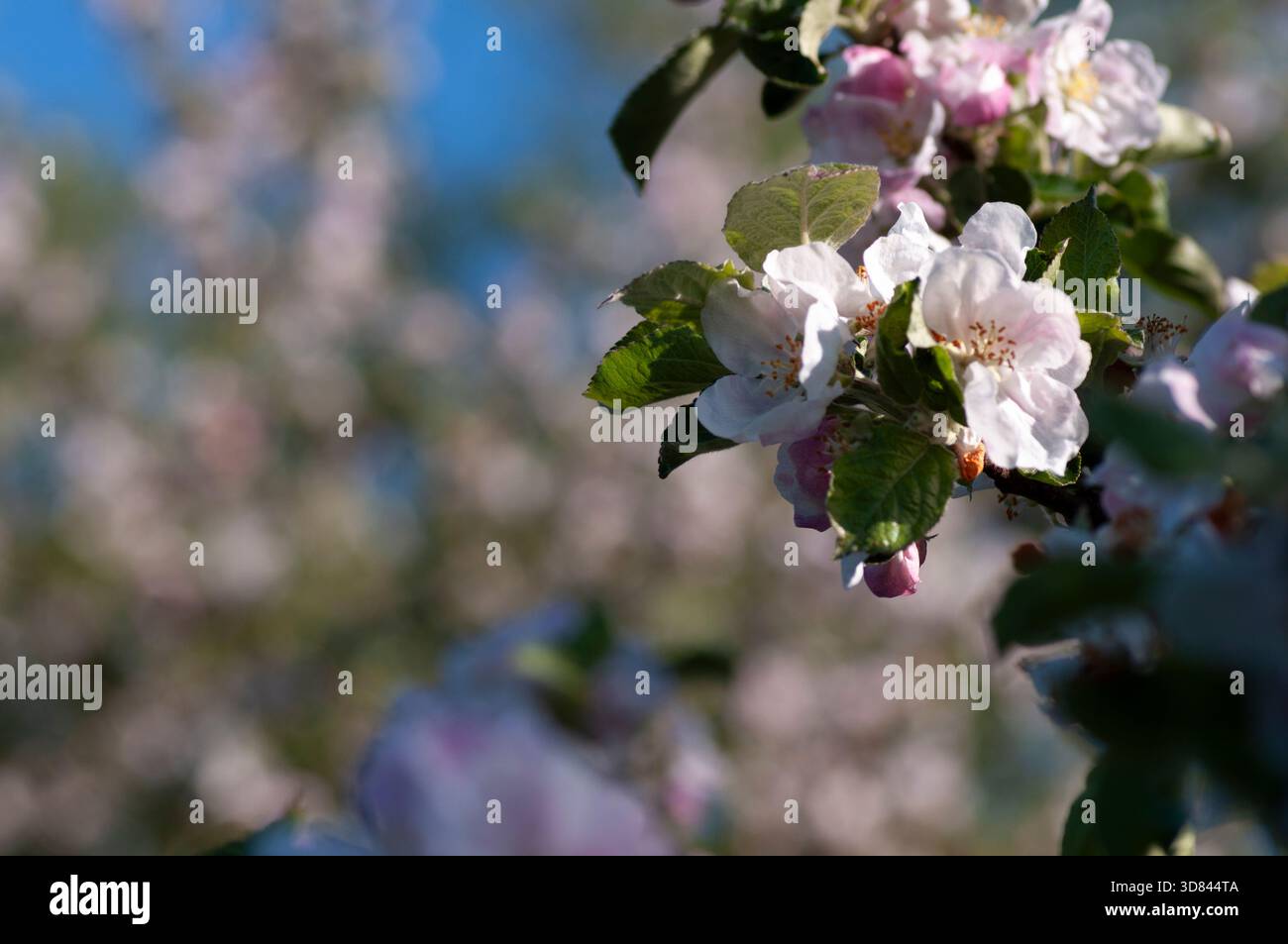 Die Apfelblüte oben rechts mit fernen Blüten, die ein leichtes Bokeh bilden und den negativen Raum für Kopien füllen. Stockfoto