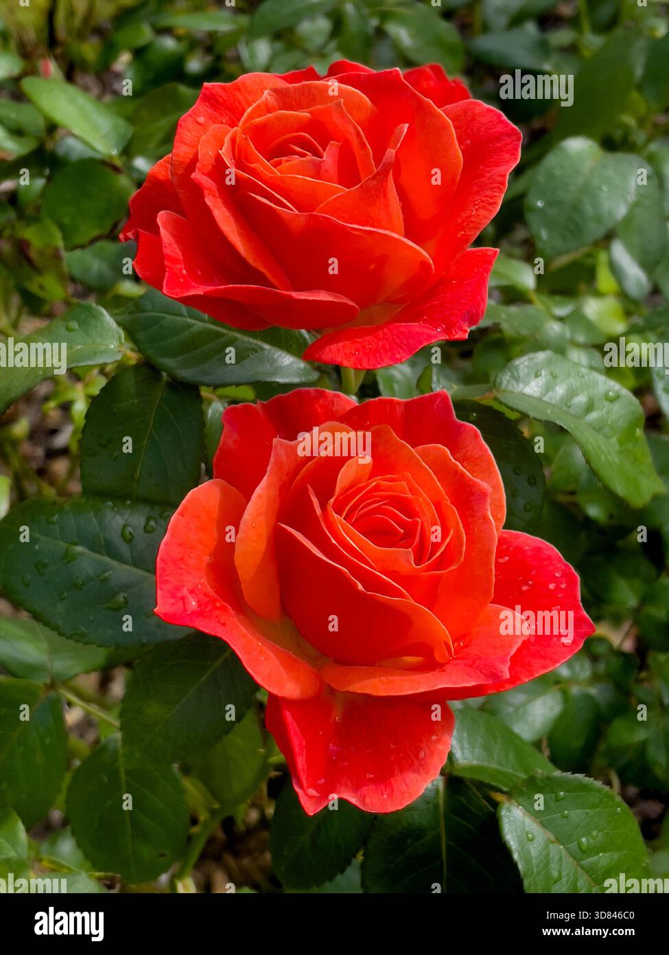 Schöne Rosen blühen im Garten. Zur Sommerzeit Irland Stockfoto