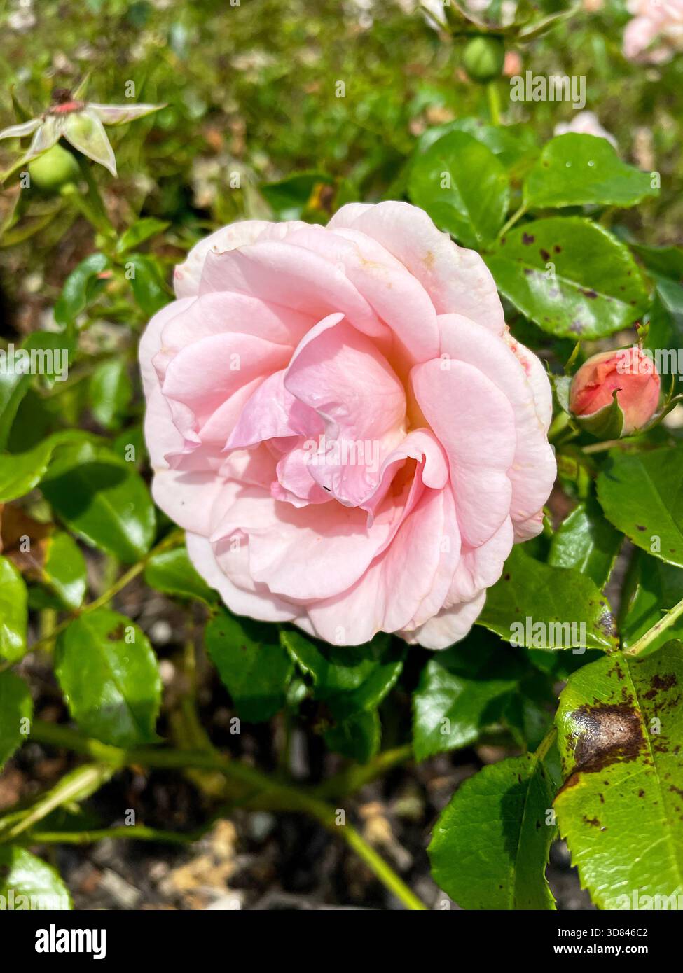 Im Garten blühen wunderschöne rosafarbene Hybrid-Teerosen Stockfoto