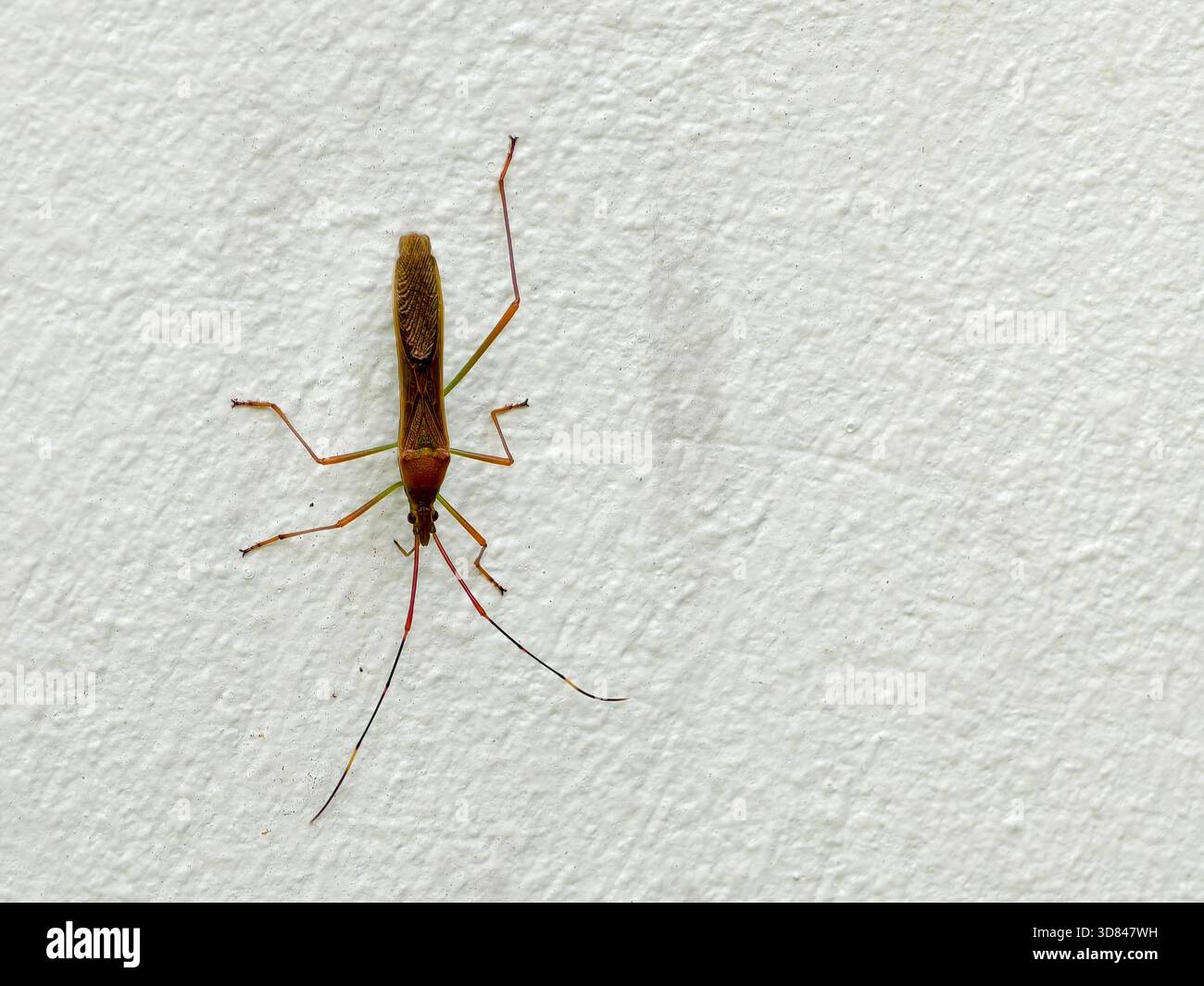 Ein Reisohrenkäfer oder Leptocorisa oratorius, ein Insektenschädling von Reispflanzen Stockfoto