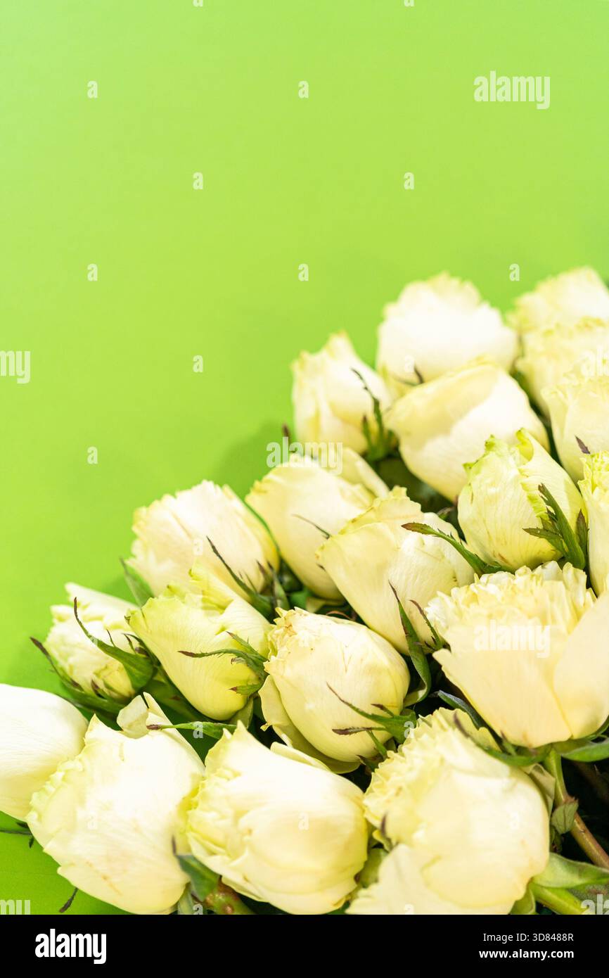 Dicht Verpacktes Cluster-Display Mit Weißer Rose Stockfoto