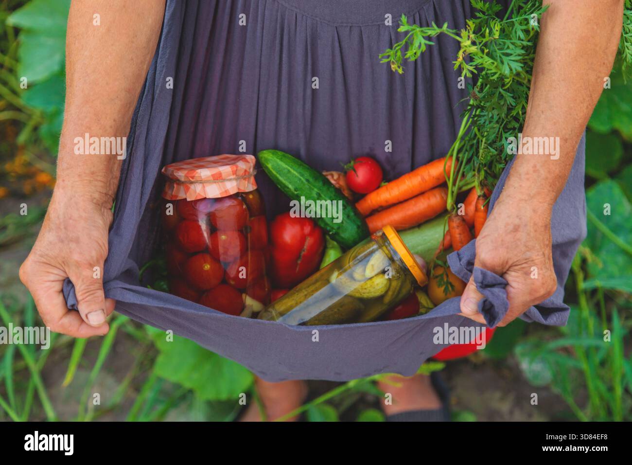 Ältere Frau, die Gemüse in Gläsern konservieren. Selektiver Fokus. Essen. Stockfoto
