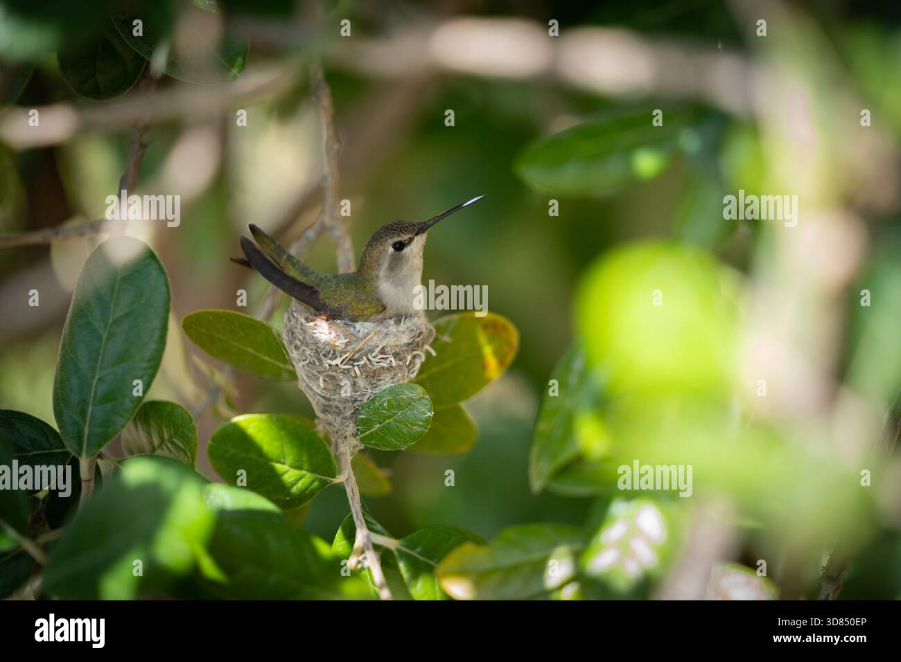 Kolibri auf ihrem Nest Stockfoto