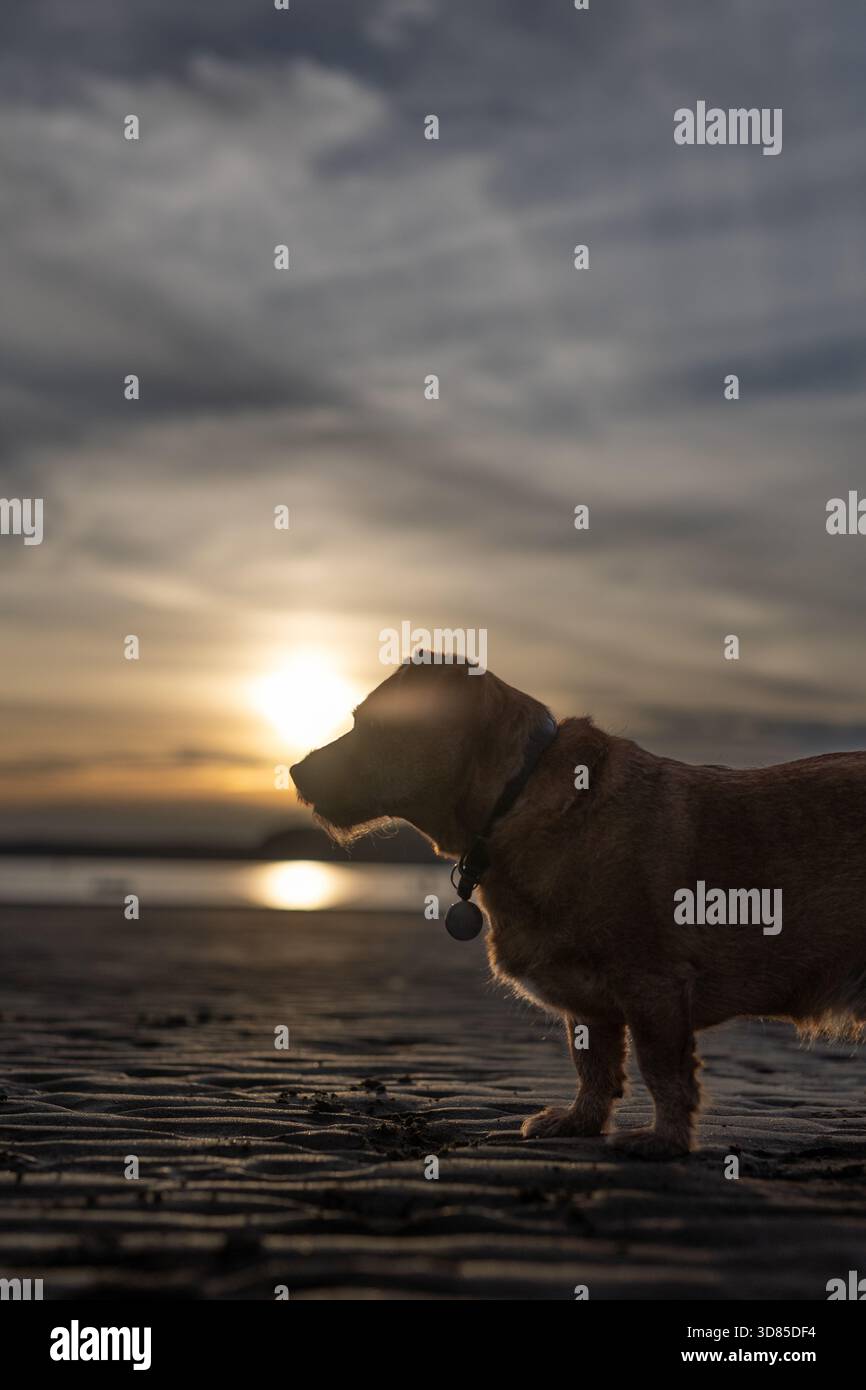 Silhouette eines braunen Terriers am Strand bei Sonnenuntergang Stockfoto