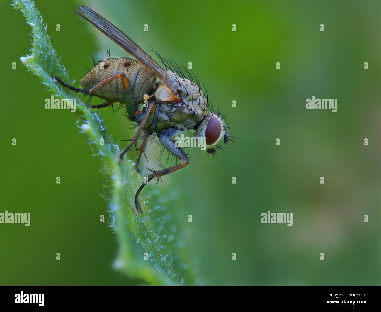 Seitliches Porträt einer hübschen bunten Fliege auf einem grünen Blatt Stockfoto