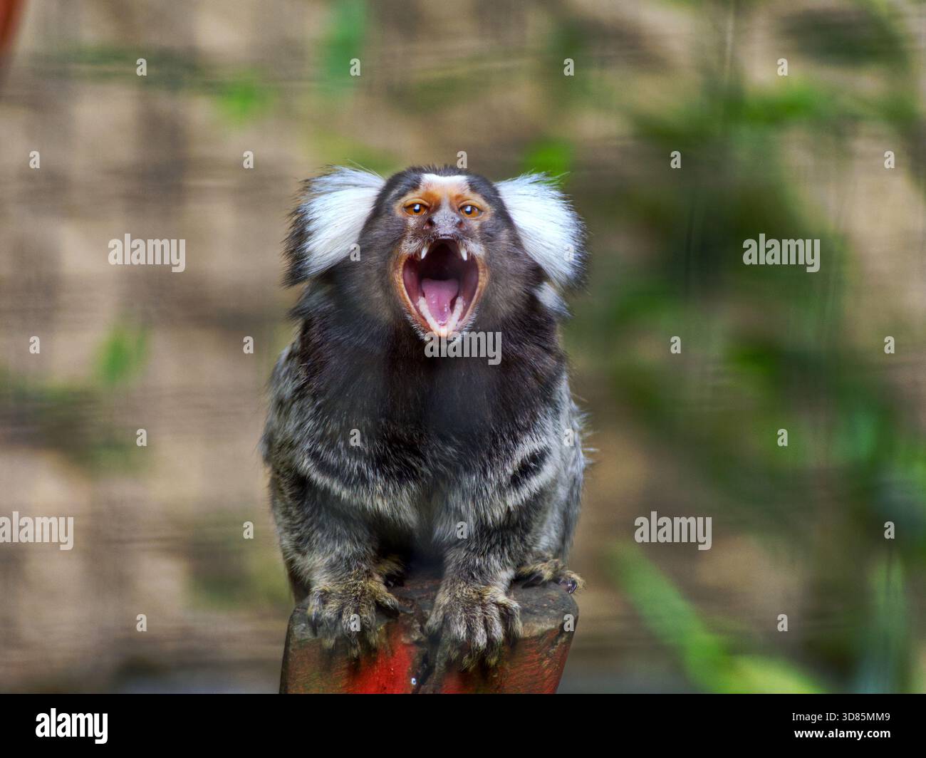 Ein kleiner Affe (Callithrix jacchus) mit grauen Ohren, offenem Mund und entblößten Zähnen, sitzend auf einem Baumstamm Stockfoto
