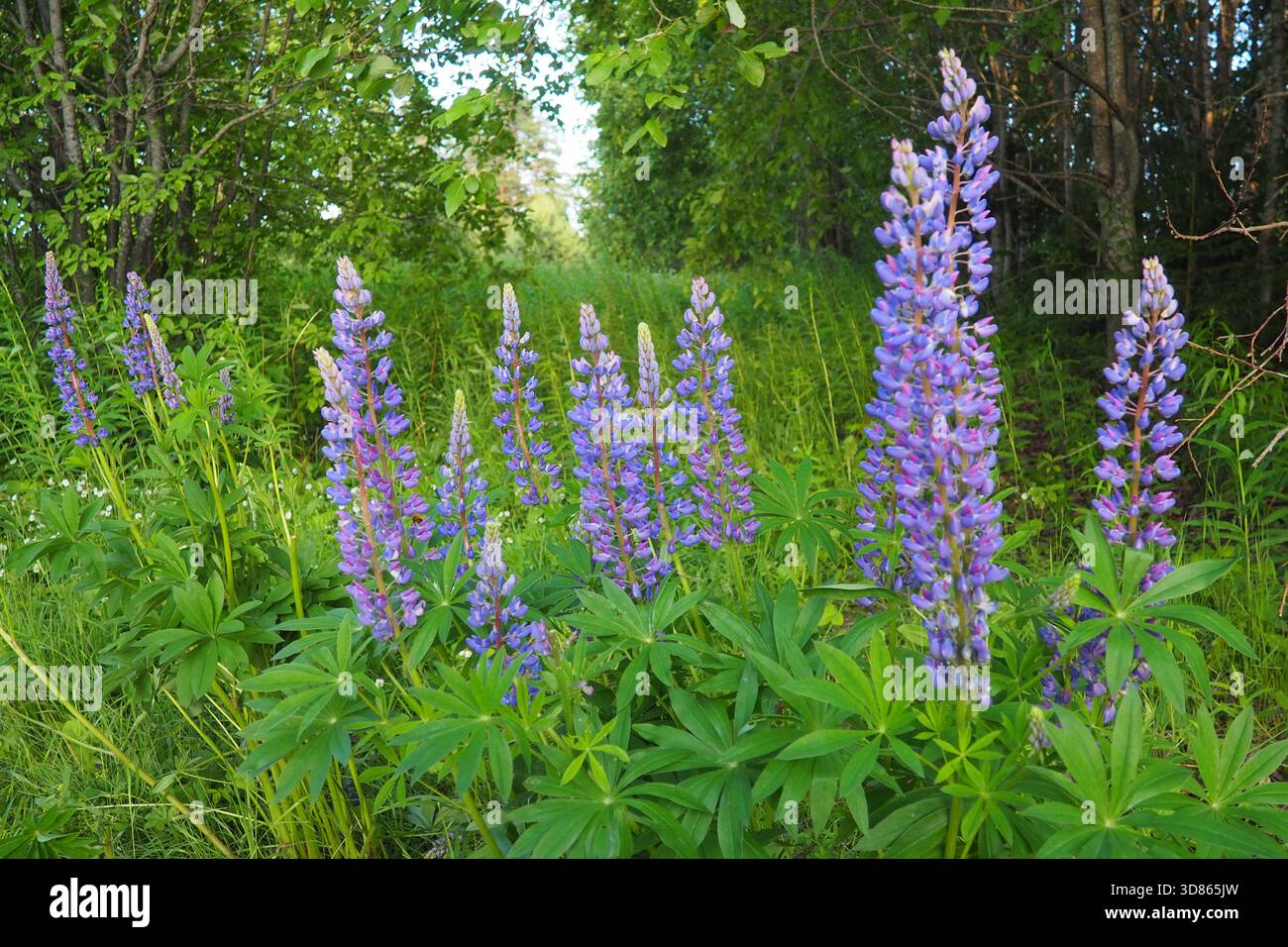 Lupine, Wolfsbohne, Lupinus - eine Pflanzengattung aus der Leguminosenfamilie Fabaceae. Fortpflanzung durch Samen. Lupinen im Garten oder auf der Wiese. Zucht und Stockfoto
