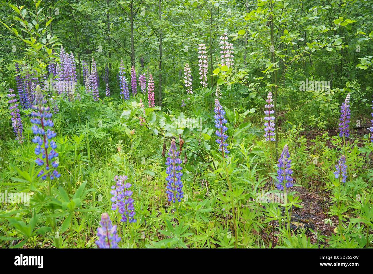 Lupine, Wolfsbohne, Lupinus - eine Pflanzengattung aus der Leguminosenfamilie Fabaceae. Fortpflanzung durch Samen. Lupinen im Garten oder auf der Wiese. Zucht und Stockfoto