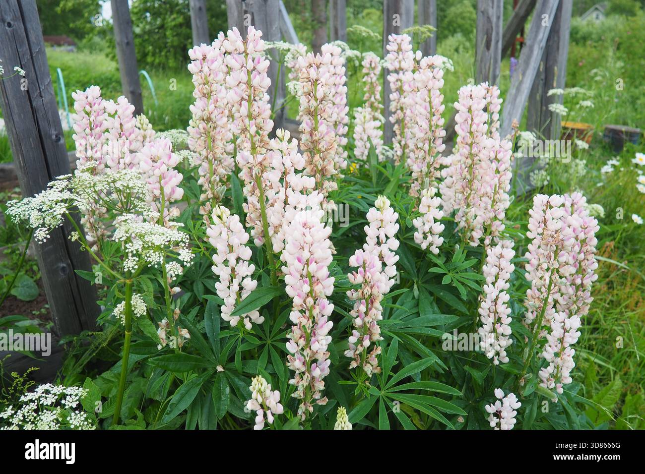 Lupine, Wolfsbohne, Lupinus, Gattung von Pflanzen aus der Leguminosenfamilie Fabaceae. Fortpflanzung durch Samen. Lupinen im Garten oder auf der Wiese. Zucht und Pflege Stockfoto