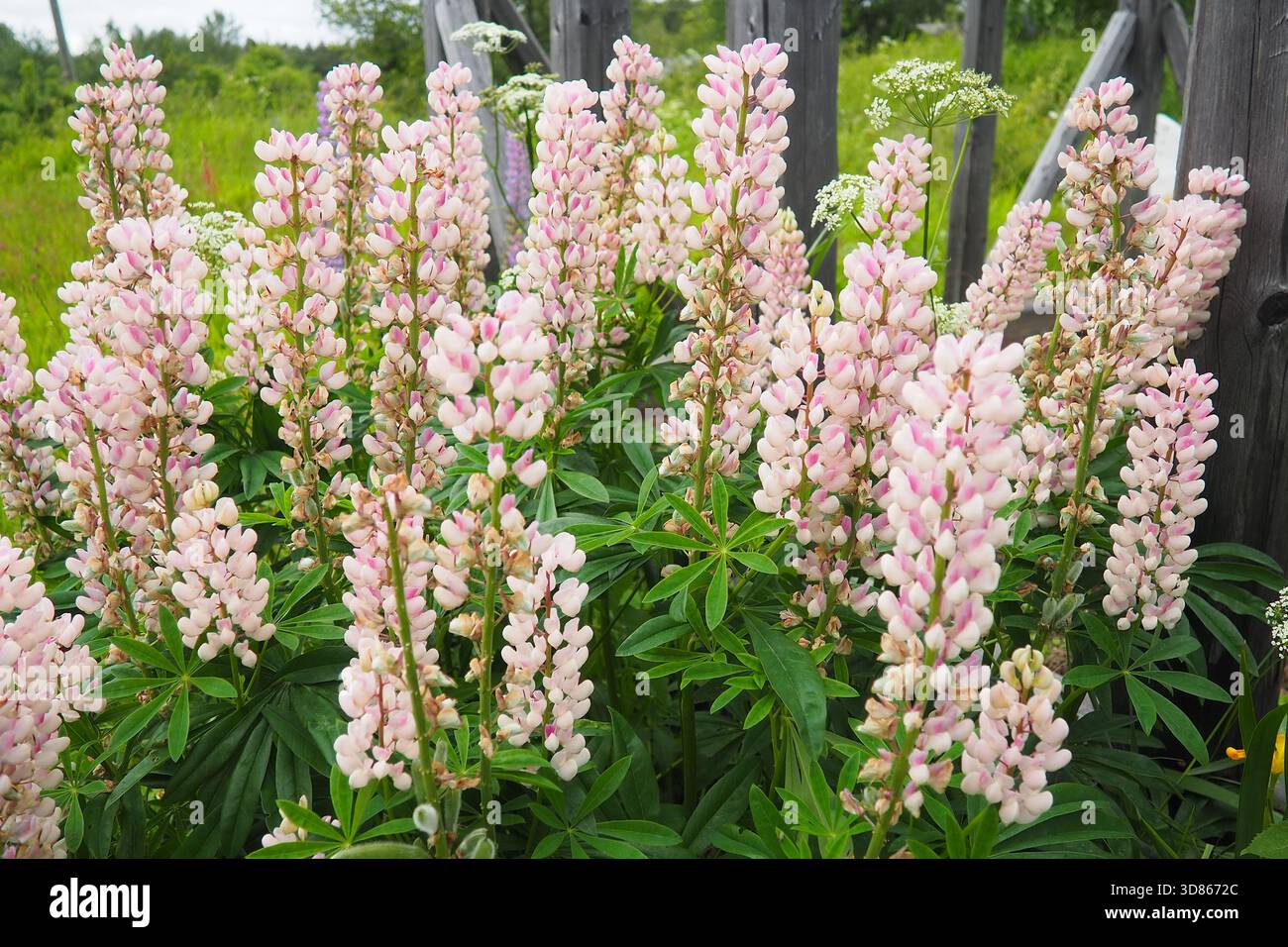 Lupine, Wolfsbohne, Lupinus, Gattung von Pflanzen aus der Leguminosenfamilie Fabaceae. Fortpflanzung durch Samen. Lupinen im Garten oder auf der Wiese. Zucht und Pflege Stockfoto