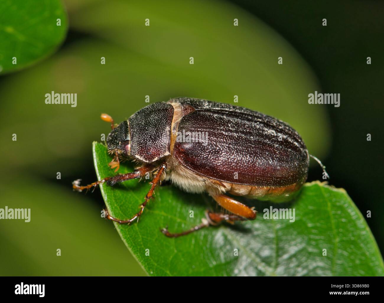 Juni-Bug Phyllophaga kann Käfer Insekten essen Eiche Blatt Garten Natur Schädlingsbekämpfung. Stockfoto