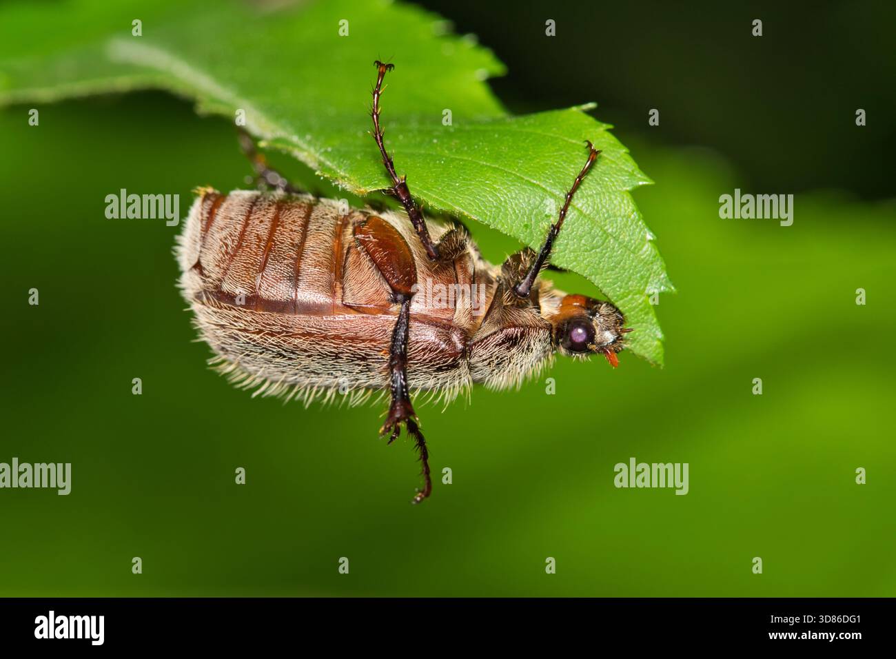 Juni-Käfer Phyllophaga kann Käfer Insekten essen Blatt Garten Natur Schädlingsbekämpfung. Stockfoto