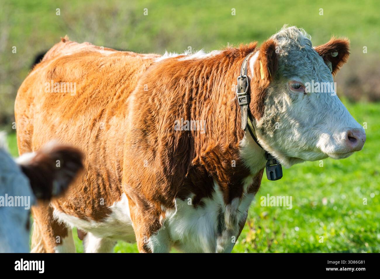 Hereford-Cross-Kühe auf einer Farm in Ardfield, West Cork, Irland. Stockfoto