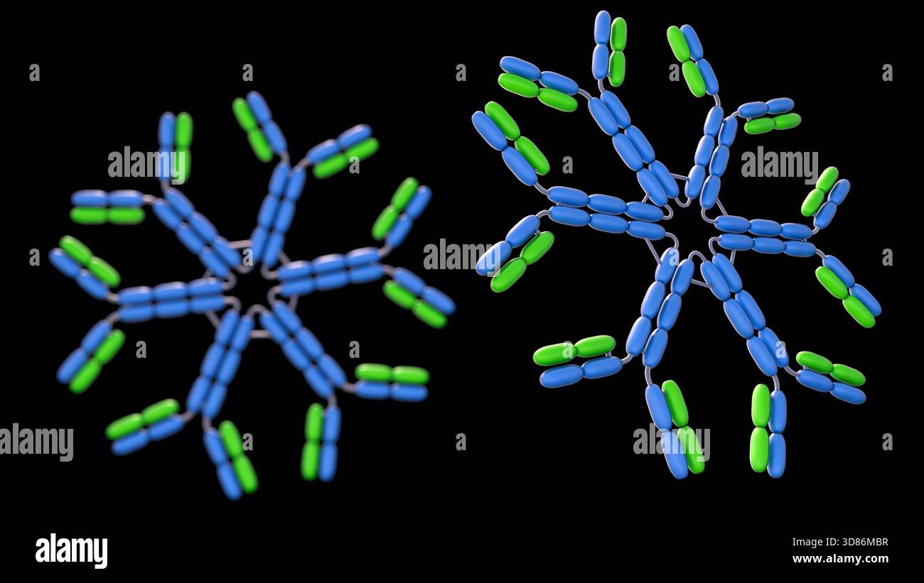 Ein detailliertes 3D-Diagramm des IgM-Hexamers, einer Antikörperform, die von B-Zellen sezerniert wird und für die frühe Immunantwort von entscheidender Bedeutung ist. Stockfoto