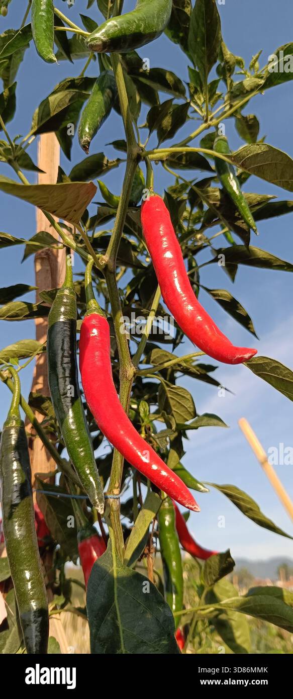 Rote Chilischote Stockfoto