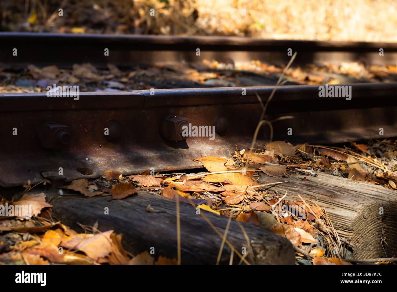 Rustikale Bahngleise führen durch einen ruhigen Wald, umgeben von gefallenen Blättern in lebhaften Herbstfarben. Weiches Sonnenlicht filtert durch die Bäume, Creat Stockfoto