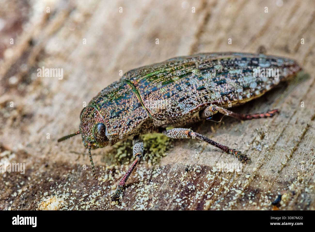 Nahaufnahme eines metallischen Holzkäfers (Buprestidae), der auf einer strukturierten Holzoberfläche ruht. Das schillernde Exoskelett des Käfers zeigt grüne Käfer. Stockfoto