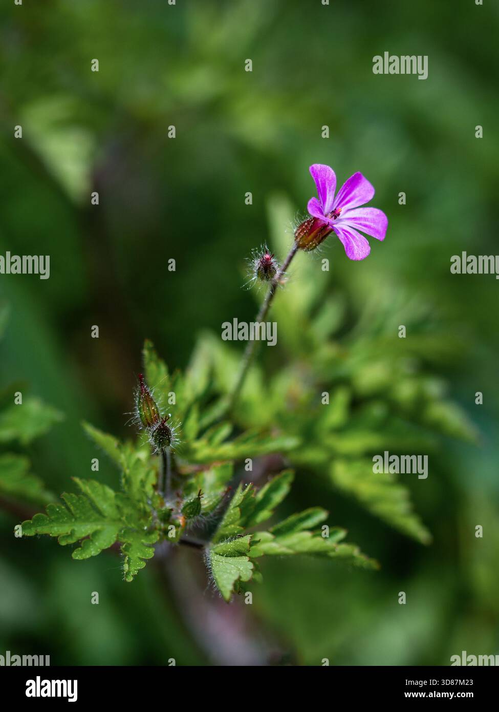Nahaufnahme einer Wildblume mit leuchtenden rosa-violetten Blüten und dunkleren Adern vor einem weichen grünen Hintergrund. Umgeben von gezackten Blättern und Haaren Stockfoto