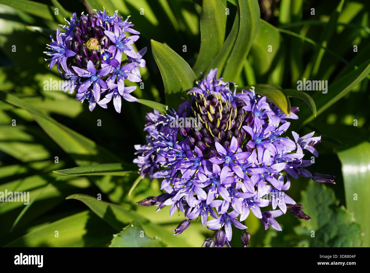 Planta de scilla peruviana con dos flores Stockfoto