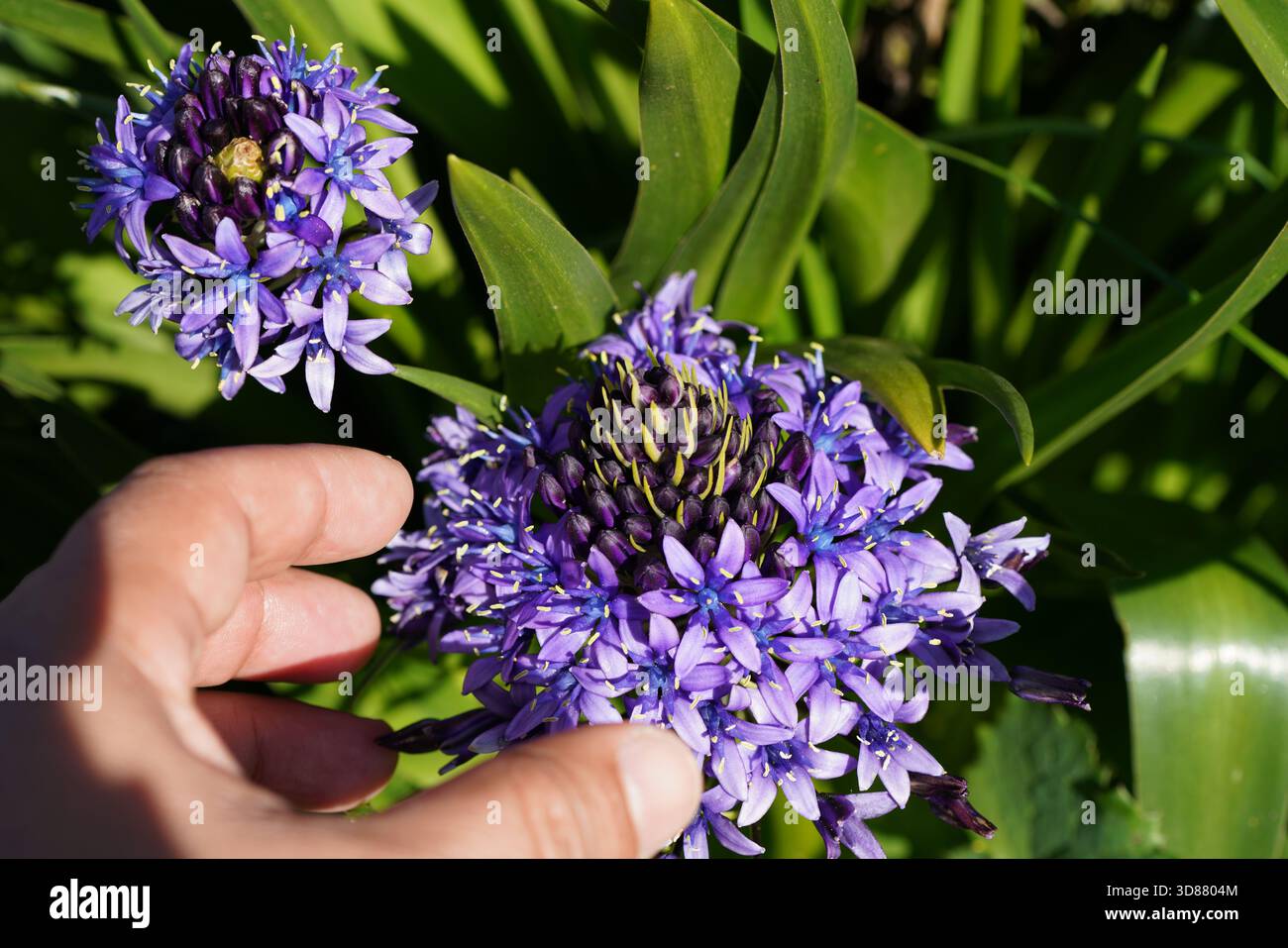 Die Hand einer Person neben einer Scilla peruviana Blume Stockfoto