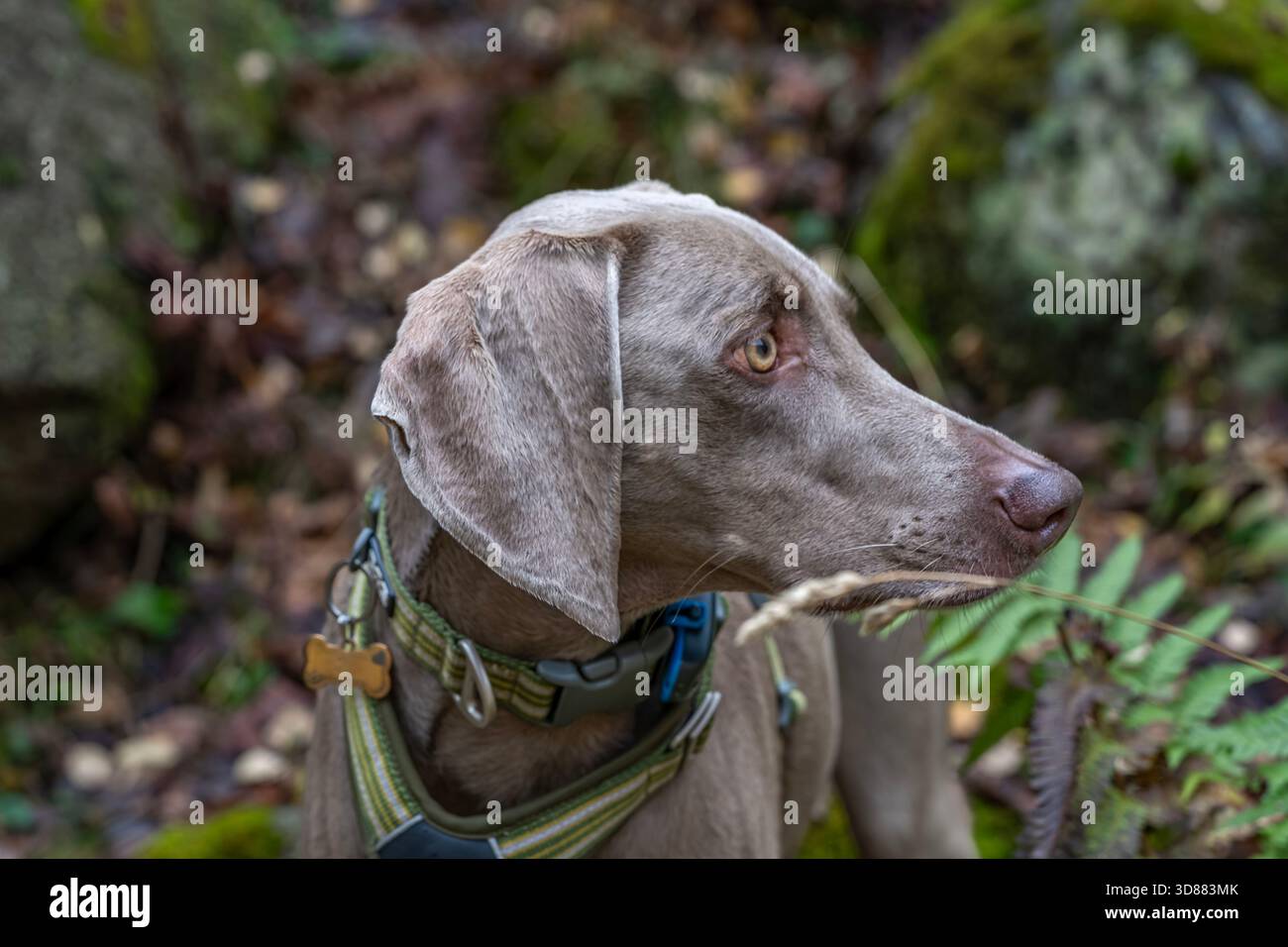 Nahaufnahme Seitenprofil Porträt eines wunderschönen Weimaraner Hundekopfes, der ein Halsband trägt und in einem moosbedeckten Wald im Freien blickt Stockfoto