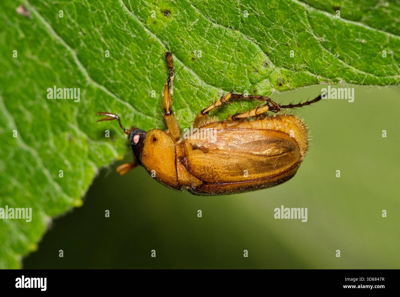 Juni-Käfer Phyllophaga kann Käfer Insekten essen Blatt Garten Natur Schädlingsbekämpfung. Stockfoto