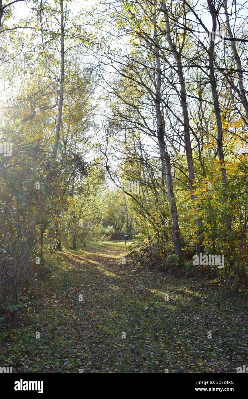 Sonniger Waldweg im Herbst Stockfoto