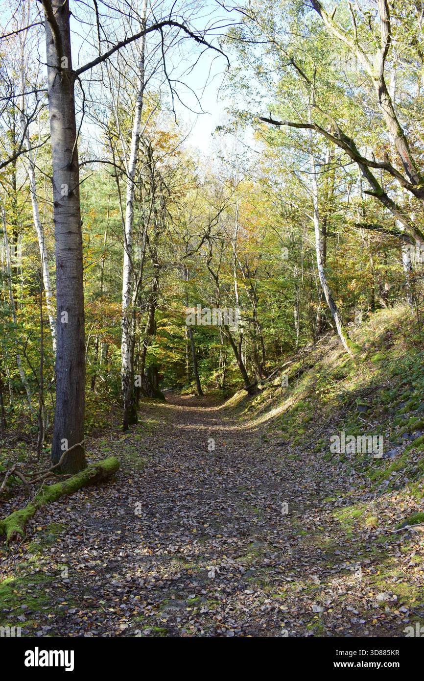 Sonniger Waldweg im Herbst Stockfoto