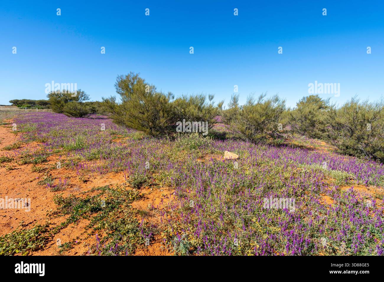 Teppich mit violetten Wildblumen nach jüngsten Regenfällen außerhalb von Windorah, Queensland, Australien Stockfoto
