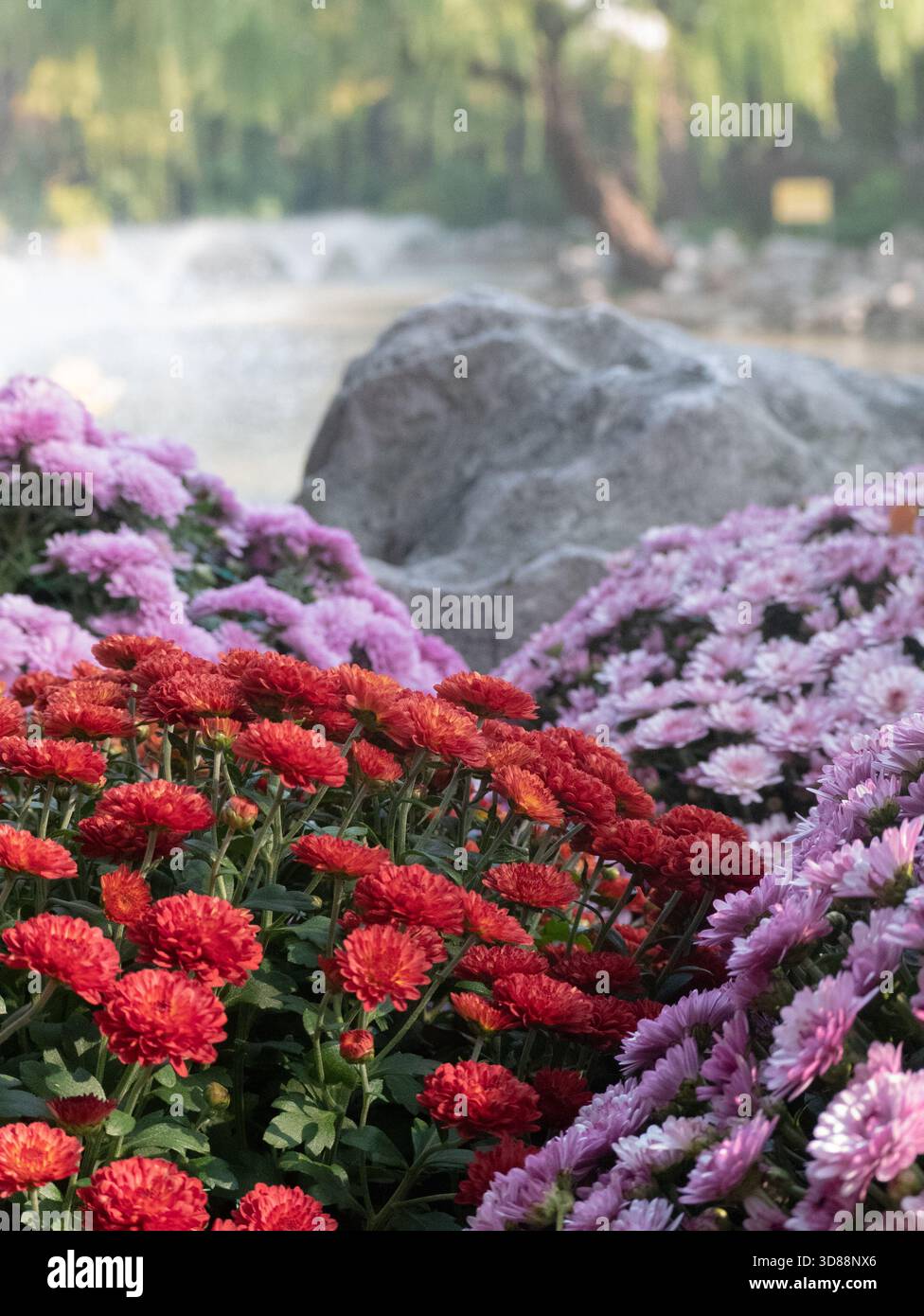 Der Bogen, der von violetten und roten Chrysanthemen durch einen Brunnen gebildet wird Stockfoto
