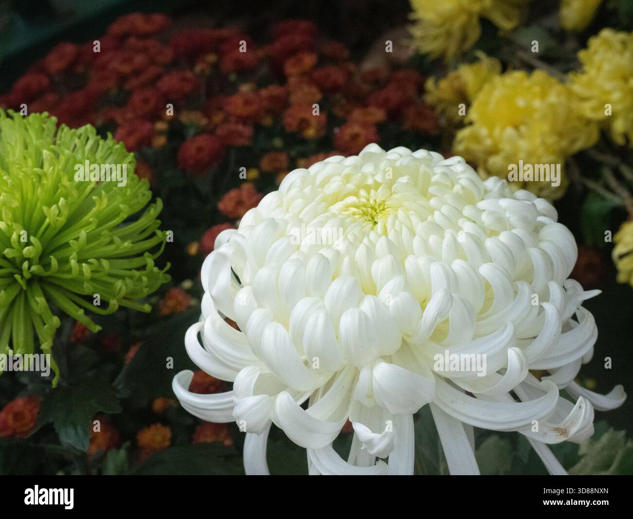 Nahaufnahme der Blütenblätter einer riesigen, blühenden weißen Chrysantheme Stockfoto