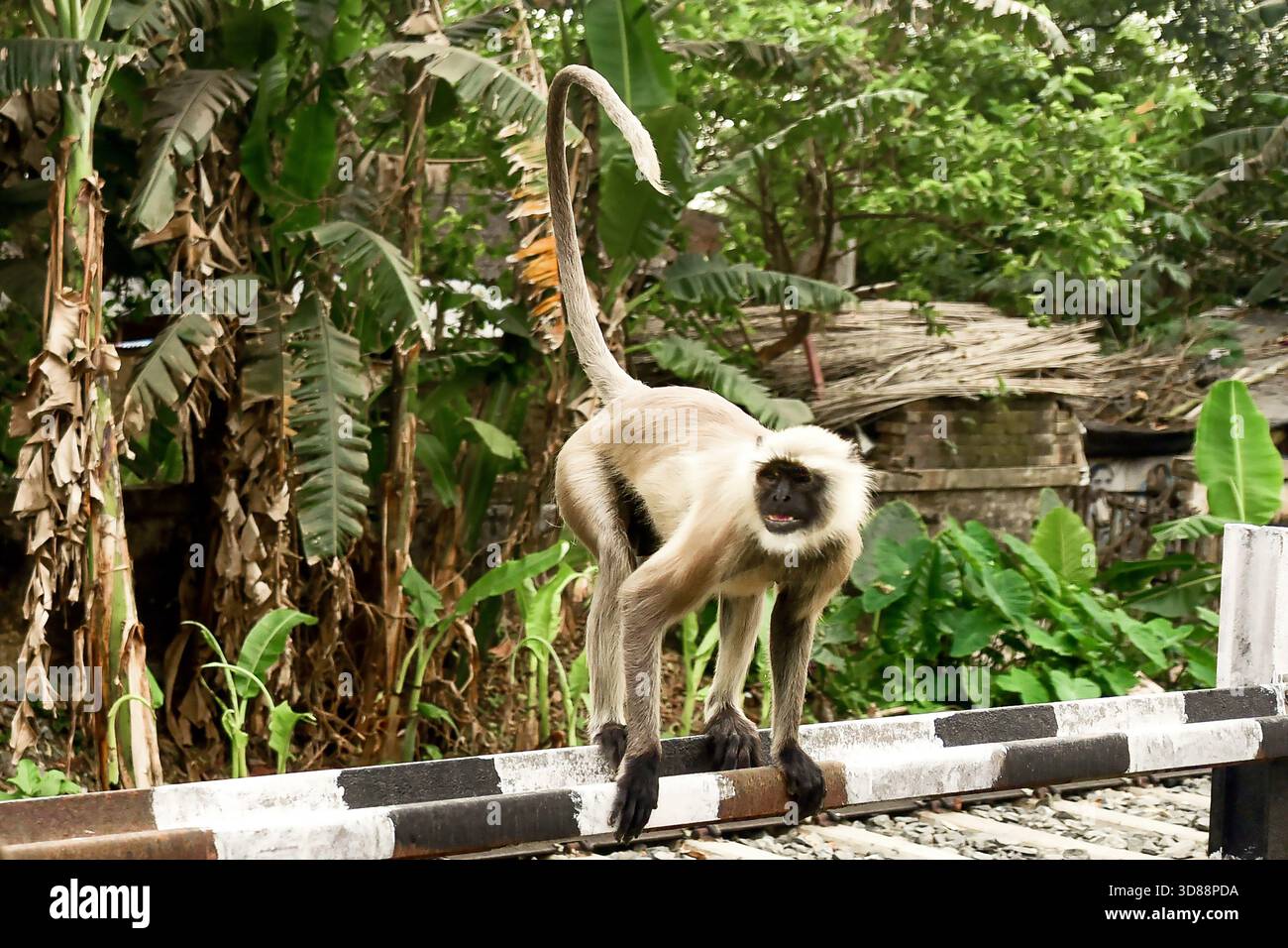 Neugieriger Affe auf einer Schienenabsperrung in üppiger Dschungel-Umgebung mit grünem Laub und Blättern Stockfoto