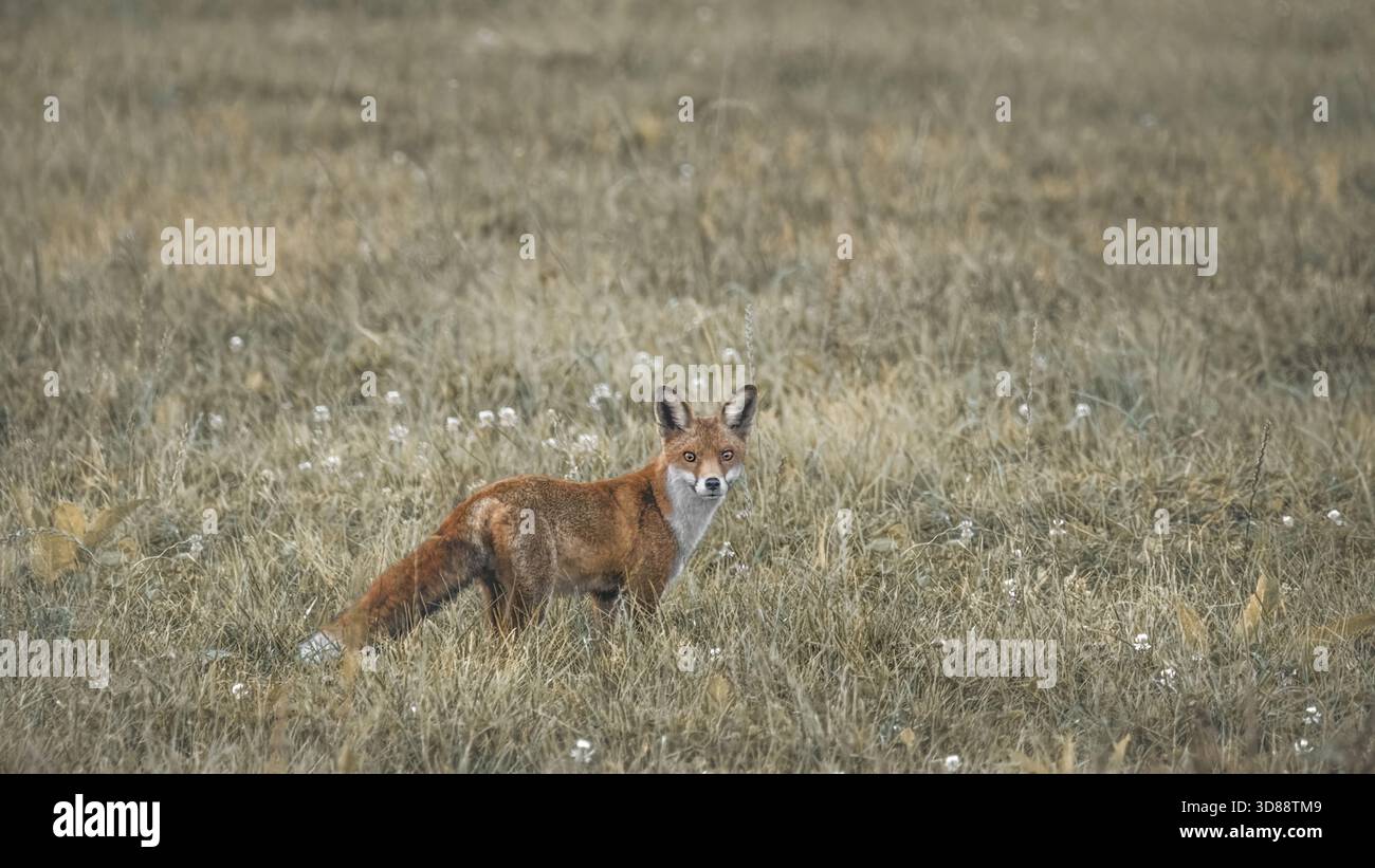 Ein Rotfuchs (Vulpes Vulpes) auf einer trockenen Wiese, der in die Kamera schaut, Kopierraum, 16:9 Stockfoto