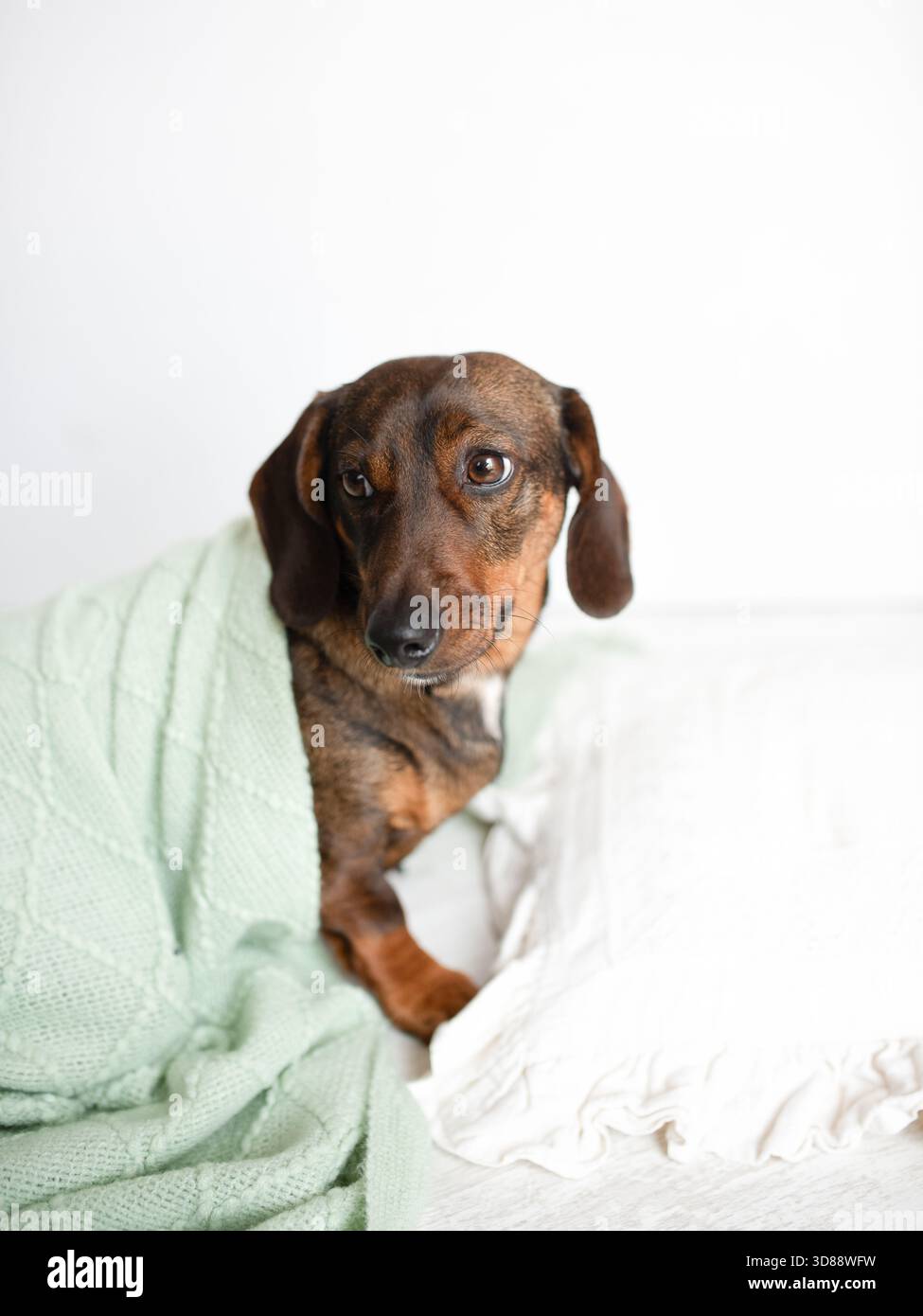 Brauner Hund, der sich in eine weiche grüne Decke auf einem gemütlichen Bett kuschelt, schafft eine warme und einladende Atmosphäre, perfekt für Tierliebhaber und Heimdekor-Enthusiasten Stockfoto