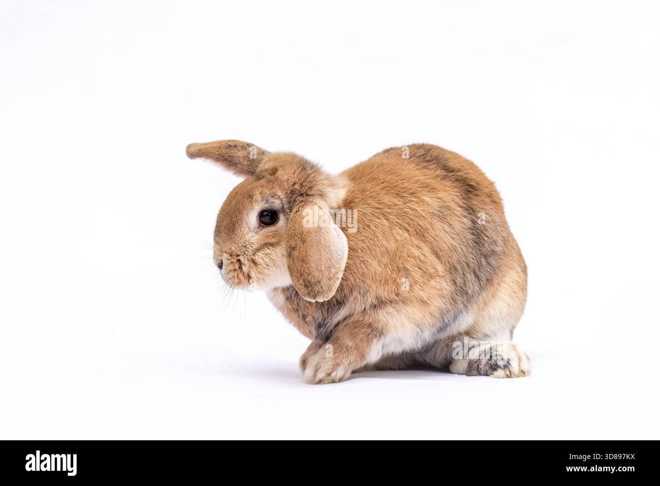 Braunes Zwerglop-Kaninchen mit Schlampenohren auf weißem Studiohintergrund Stockfoto