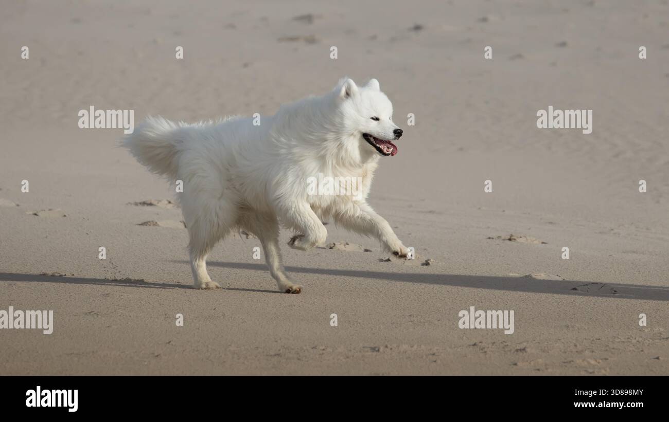 Samoidenhund, der am Strand läuft Stockfoto