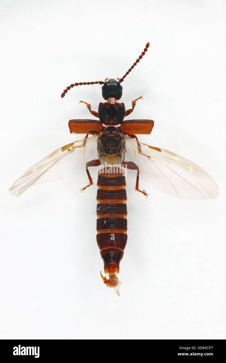 Rove-Käfer in der Familie Staphylinidae mit den Flügeln des zweiten Paares ausgebreitet, die in der Ruheposition gefaltet sind. Stockfoto