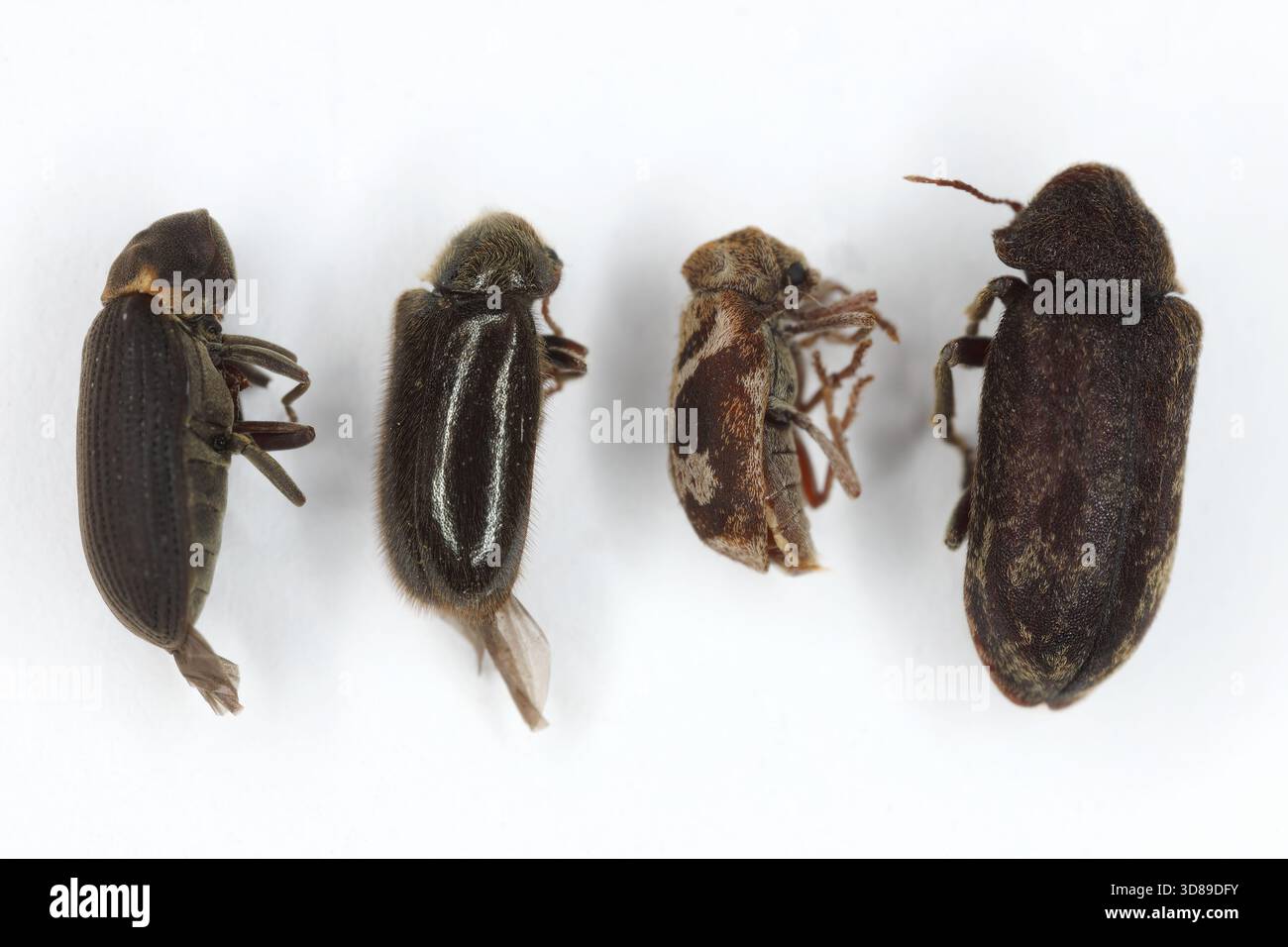 Die Vielfalt der Käfer aus der Familie der Ptinidae (ehemals Anobiidae) in Europa. Insekten aus 4 Arten. Holzwürmer oder Holzbohrer Insekten. Stockfoto