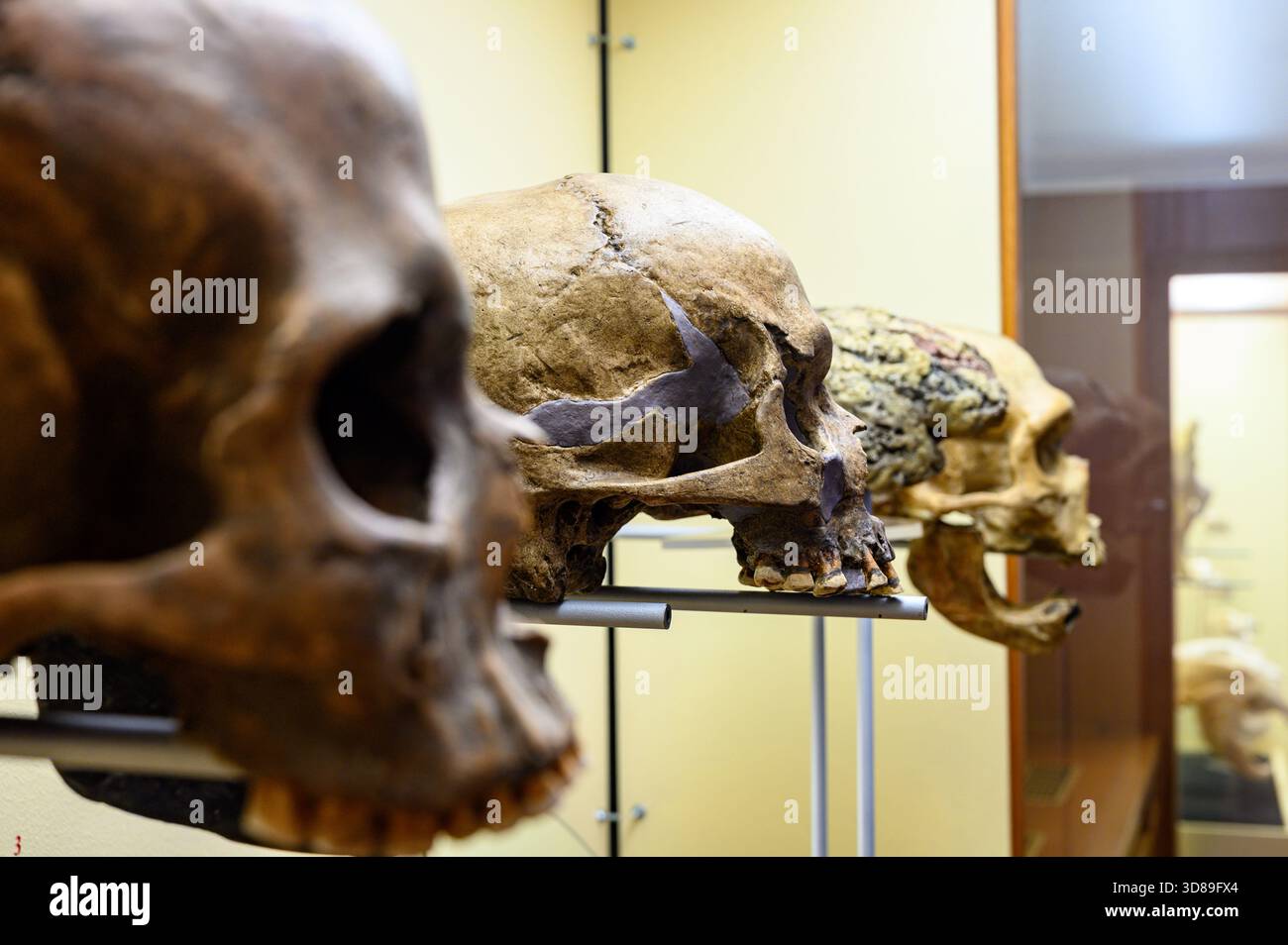 Schädel prähistorischer Menschen im Slowakischen Nationalmuseum in Bratislava, Slowakei. Stockfoto