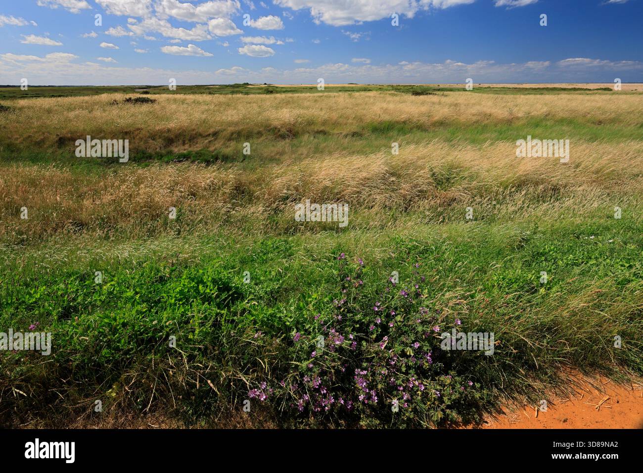 Sommerblick über die frischen Marschen, Cley-next-the-Sea, North Norfolk Coast, England Stockfoto